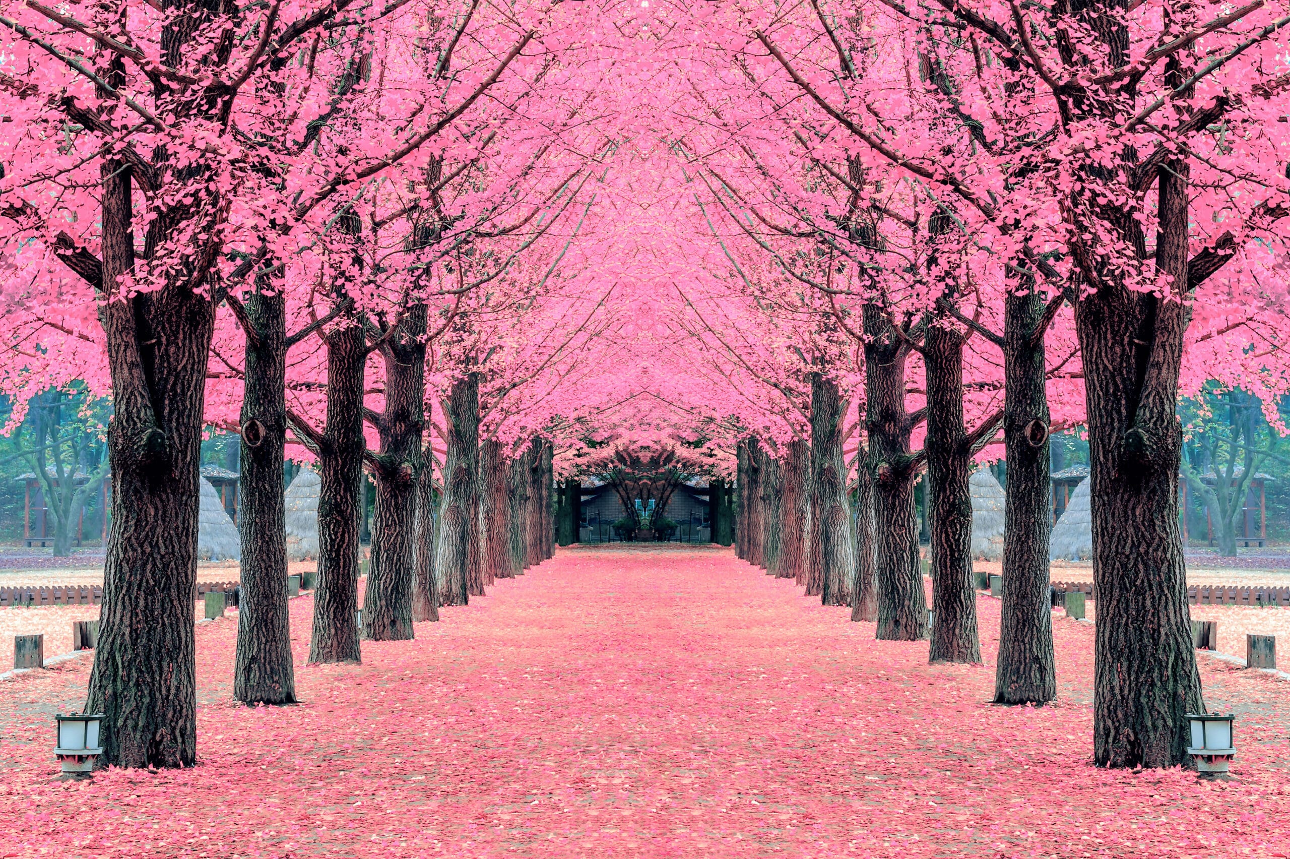 pink tree nami island korea 1