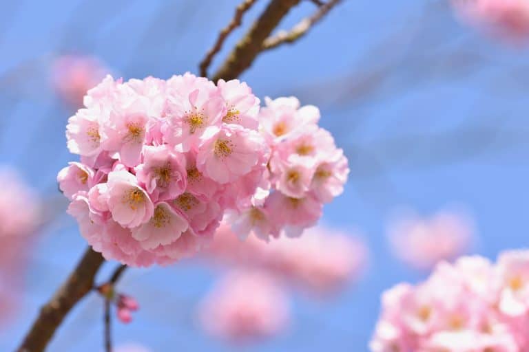 Blossom tree. Nature background in sunny day. Spring flowers. Beautiful Orchard